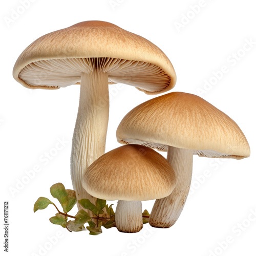 mushrooms