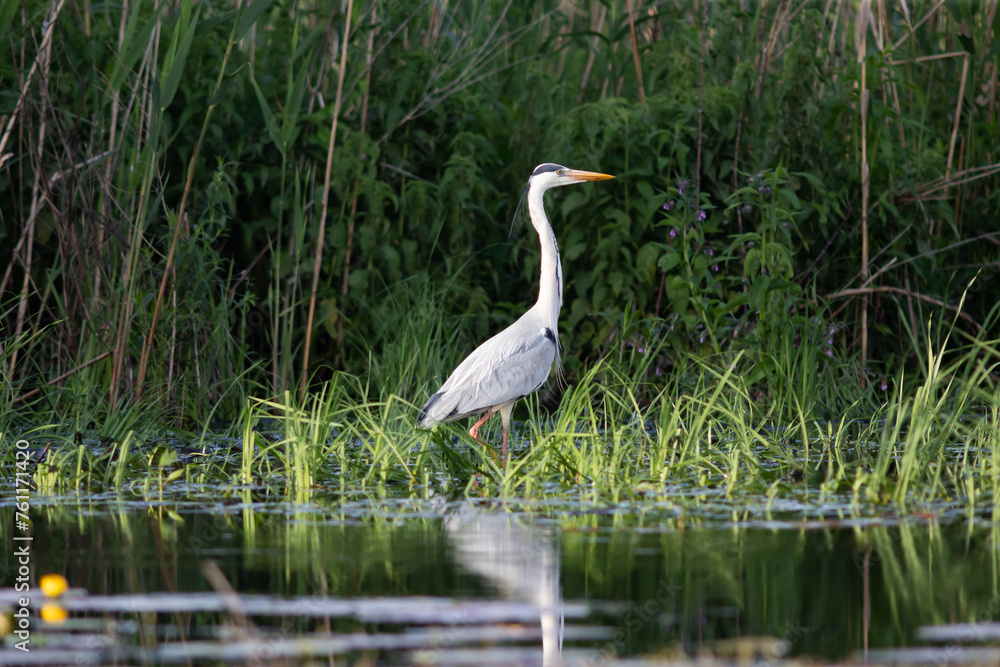 Gray heron in the Danube Delta, Romania Gray heron in the Danube Delta, Romania