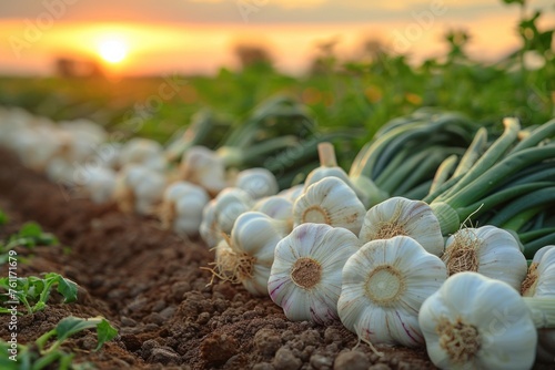 Row of growing garlic plants in a field. Generative AI