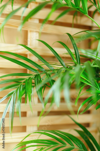 Greenery on Wooden Slats - Indoor Plant Partition. Lush green plants weaving through wooden slats  Slatted wooden partition for zoning in a room.