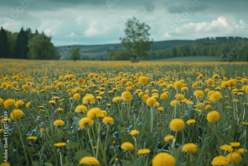 a field full of yellow flowers under a cloudy sky