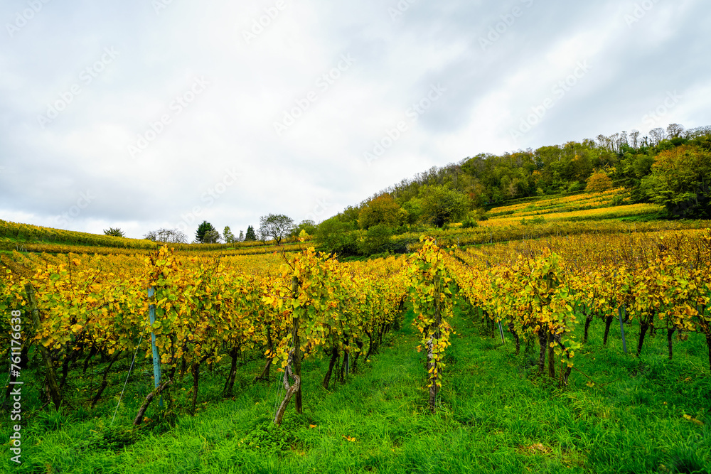 Landscape on the wine slope near Heppenheim an der Weinstrasse. Nature in the wine-growing region.
