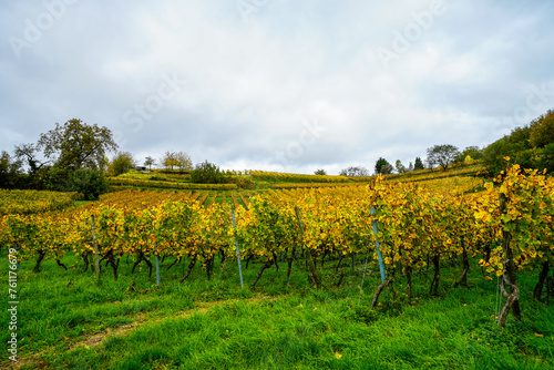 Landscape on the wine slope near Heppenheim an der Weinstrasse. Nature in the wine-growing region. 