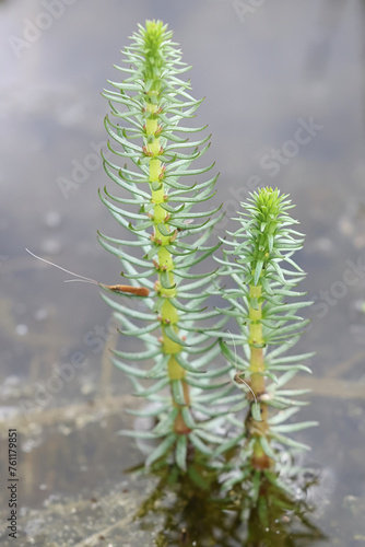 Mare's-tail, Hippuris vulgaris, also known as common mare's-tail, wild aquatic plant from Finland photo