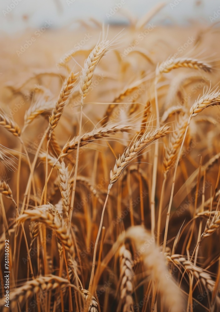 Fototapeta premium Grain in the field at sunset, agricultural concept.