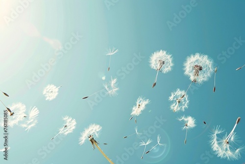 lying dandelion seeds against a serene blue background  copy space for text