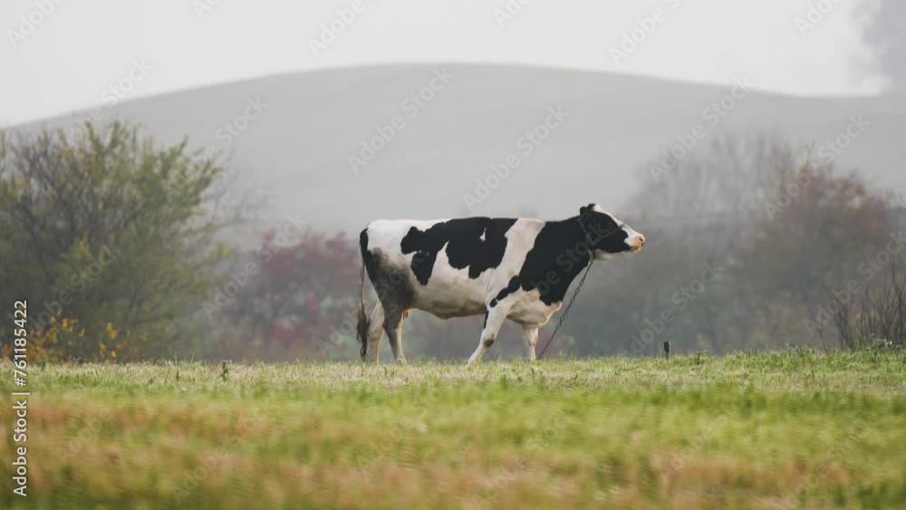 Milk cow eating grass on beautiful meadow with foggy mystic background in hilly area, cinematic look. Domestic cattle, natural milk, animal husbandry concept. Cowshed. grazing, udder. Milk's farm Milk cow eating grass on beautiful meadow with foggy mystic background in hilly area, cinematic look. Domestic cattle, natural milk, animal husbandry concept. Cowshed. grazing, udder. Milk's farm