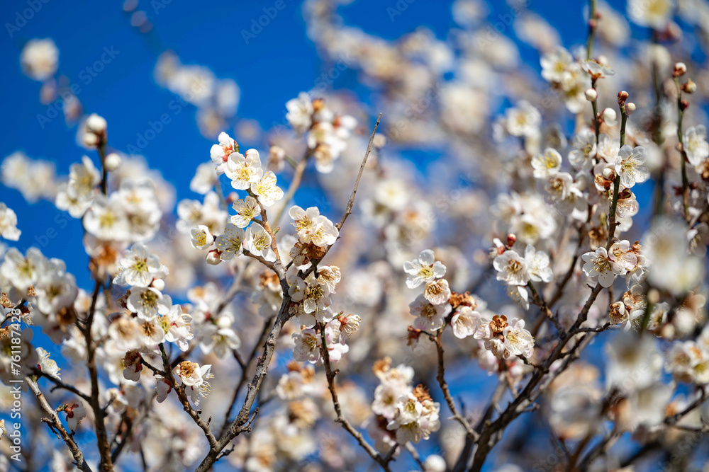 3月の梅