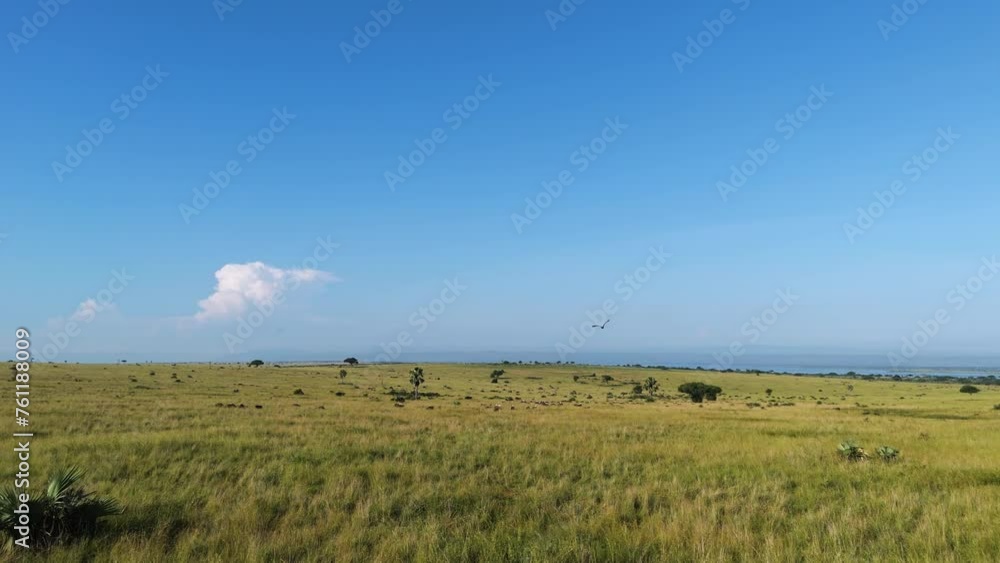 Aerial view following a large bird flying over savannah in Uganda, Africa Aerial view following a large bird flying over savannah in Uganda, Africa