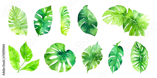 Watercolor Green Leaves Elements - Set. Collection Of Diffirent Tropical Leaves Isolated On White. Natural beauty in spring. Leaf in summer