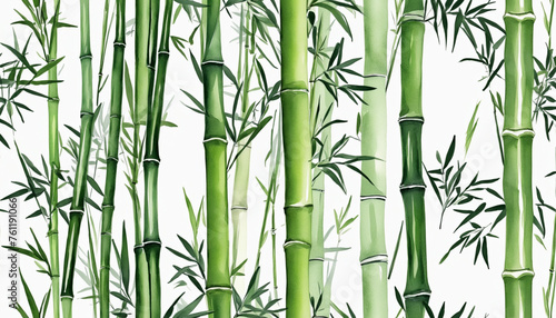 bamboo in watercolor style, isolated on a transparent background for design layouts © Fukurou