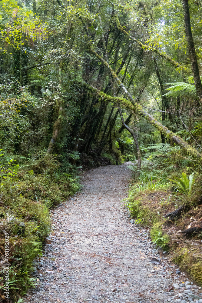Wunderschöner Urwald total verwachsen mit Moos in Neuseeland Wunderschöner Urwald total verwachsen mit Moos in Neuseeland