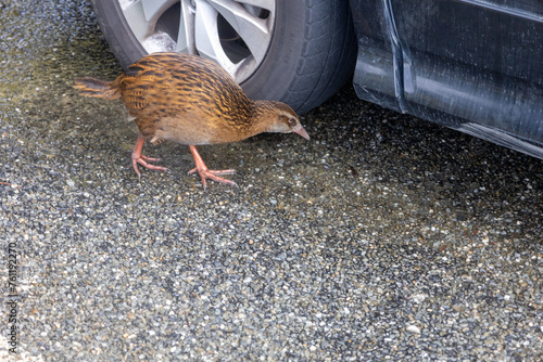 Neugieriger Kiwi auf einem Parkplatz in Neuseeland photo