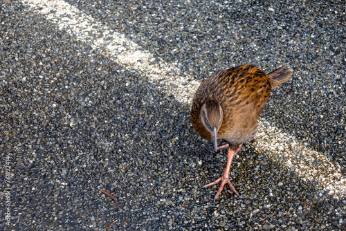 Neugieriger Kiwi auf einem Parkplatz in Neuseeland photo