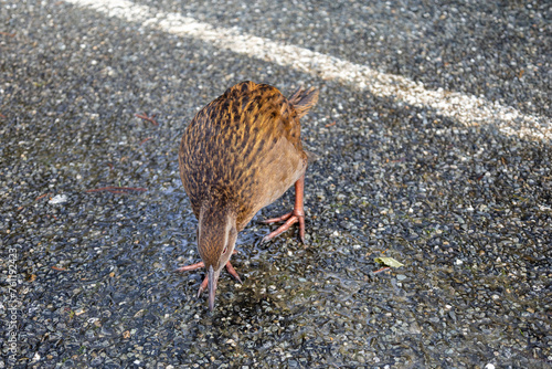 Neugieriger Kiwi auf einem Parkplatz in Neuseeland