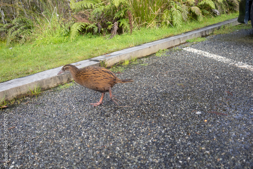Neugieriger Kiwi auf einem Parkplatz in Neuseeland