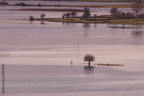 A solitary tree emerges from the water in the Ebro reservoir near Bustamante, Cantabria, on a winter day's sunset photo