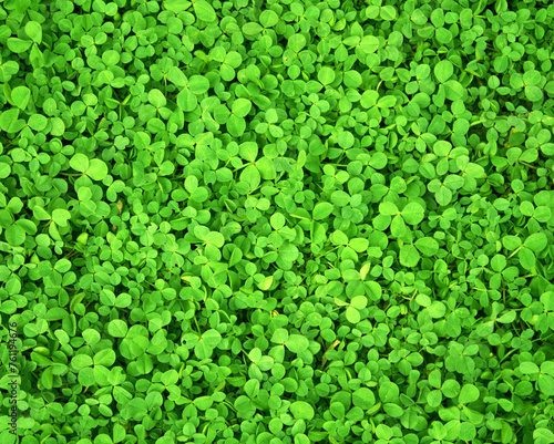 Full spring background with fresh green leaves of clover. High angle view of a meadow with clovers. Aerial view of lawn