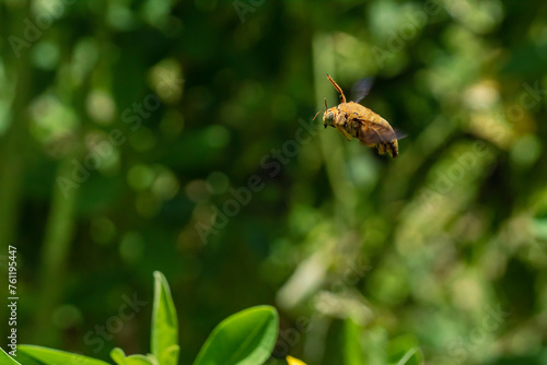 Close up image of flying White-cheeked carpenter bee