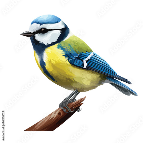 Bluetit Clipart isolated on white background photo