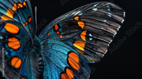 a close up of a butterfly wing with blue and orange colors on it's wings and a black background.
