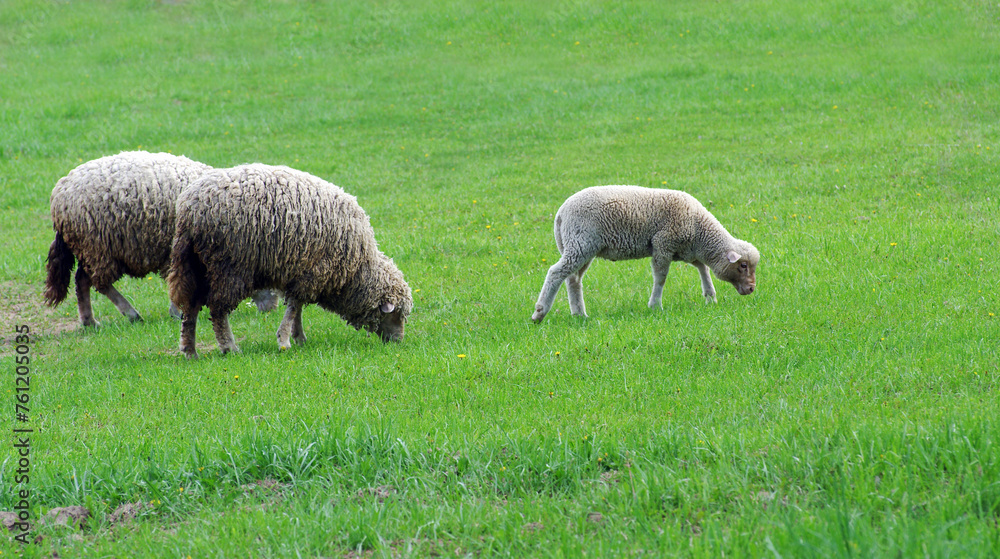Sheep grazing on the field. Sheep grazing on the field.