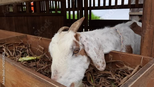 A goat is eating food from its cage at a farm photo