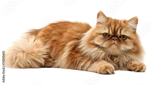 Beautiful Persian cat isolated on white background. PNG file photo