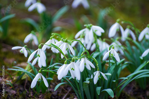 First beautiful snowdrops in spring.