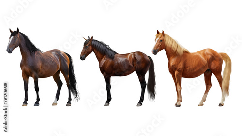 brown horse collection isolated on a white or transparent background. PNG © Pretty Panda