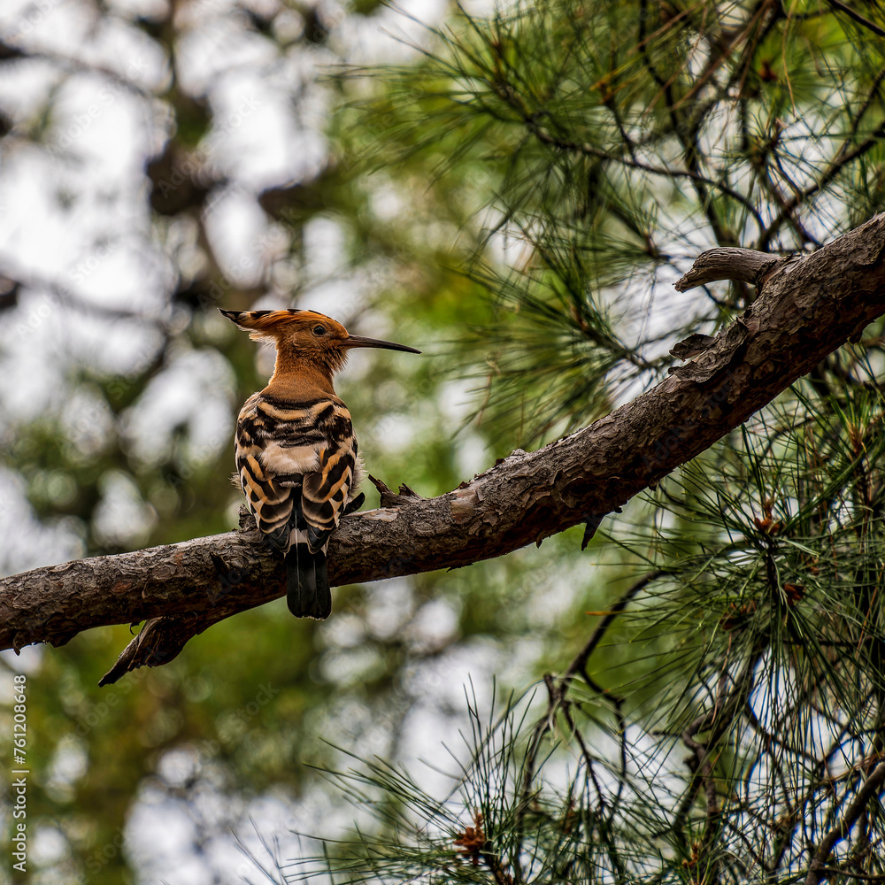Fototapeta premium A young Eurasian Hoopoe with its 'crown' folded poses in a pine tree, looking curiously at the passing photographer...