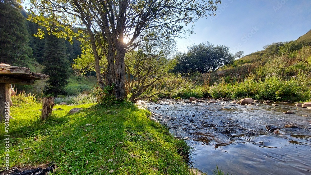Fototapeta premium river in the woods