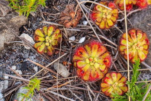 The carnivorous plant Drosera xerophila in natural habitat near Hermanus in the Western Cape of South Africa photo