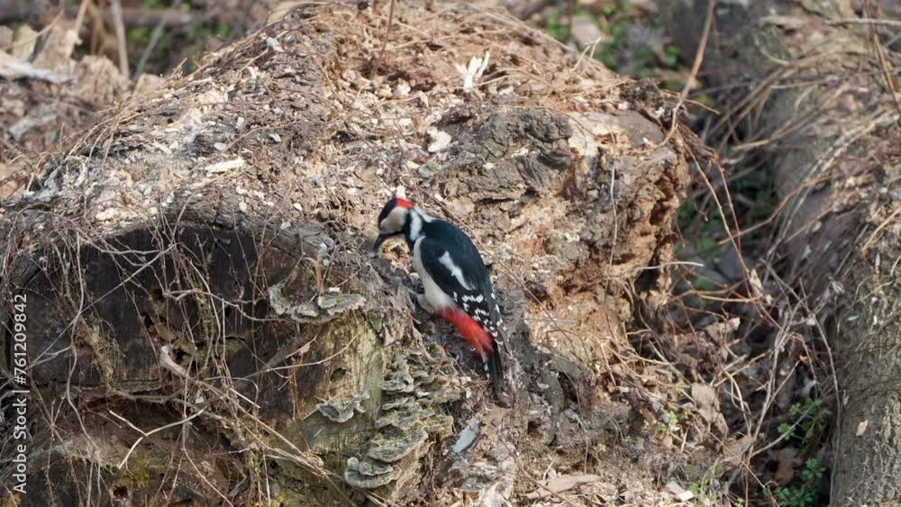 Great spotted woodpecker male bird perched on old tree log looking for food pecking bark with bill Great spotted woodpecker male bird perched on old tree log looking for food pecking bark with bill