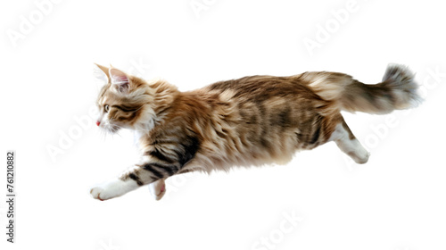 Jumping pretty Cat in Delight on transparent background. PNG file