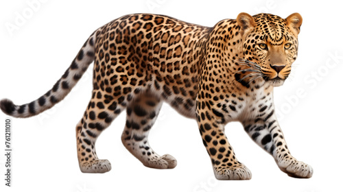 Leopard isolated on white or transparent background. PNG file