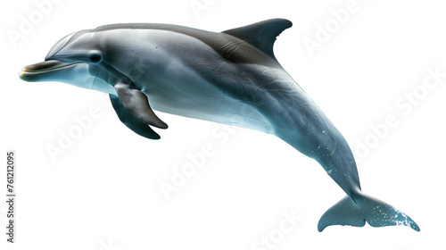 The Dolphin swimming on transparent background, PNG file © Pretty Panda