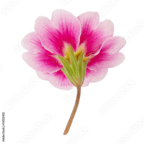 Fototapeta Naklejka Na Ścianę i Meble -  Pink flower isolated on white background