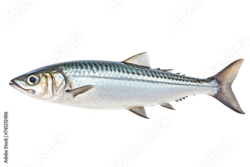 Fish Swimming in Water. On a Transparent Background.