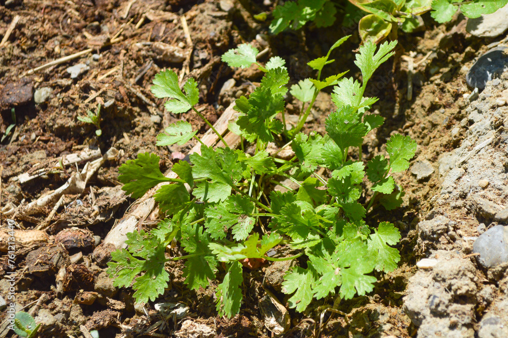 plant growing in the ground, organic coriander leaves in the garden, vegetable leaf close up plant growing in the ground, organic coriander leaves in the garden, vegetable leaf close up