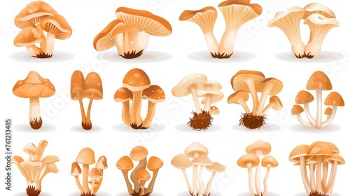 Autumn fall edible fungi clusters, bunches set of natural vegetarian forest food plants. Botanical flat modern illustrations isolated on white.