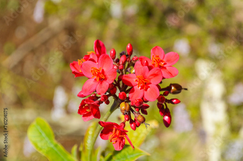 red flowers in the garden, jatropha plant flower close up herb flora