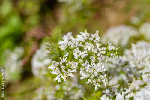 vegetable flowers in the garden