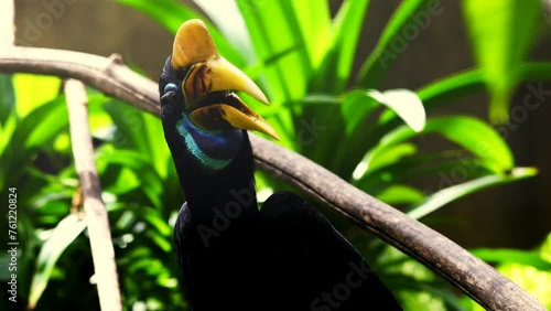 Knobbed Hornbill is a colourful hornbill native to Indonesia. Faunal symbol of South Sulawesi province. Rhyticeros cassidix photo