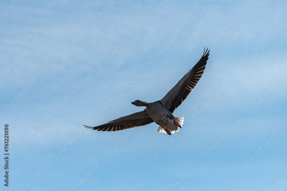 Greylag goose in flight on a sunny day in winter