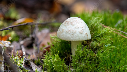 mushroom in the grass