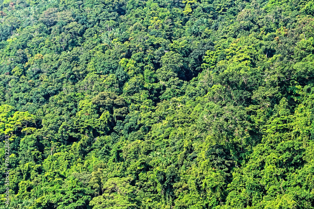 Detail of the forest on the island Detail of the forest on the island
