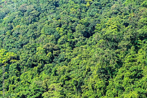 Fototapeta Naklejka Na Ścianę i Meble -  Detail of the forest on the island
