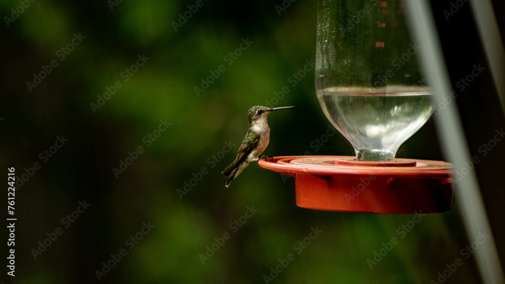 Fototapeta premium Perched Humming Bird