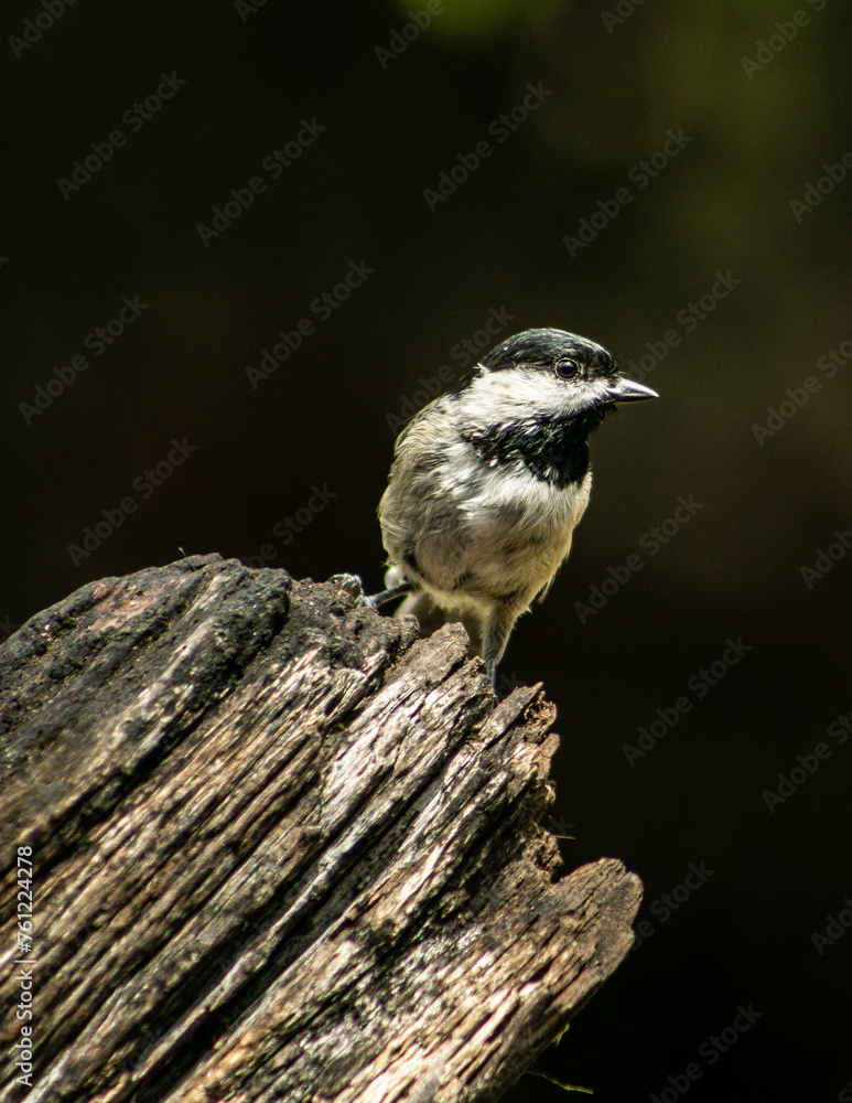 Fototapeta premium Chickadee Texas